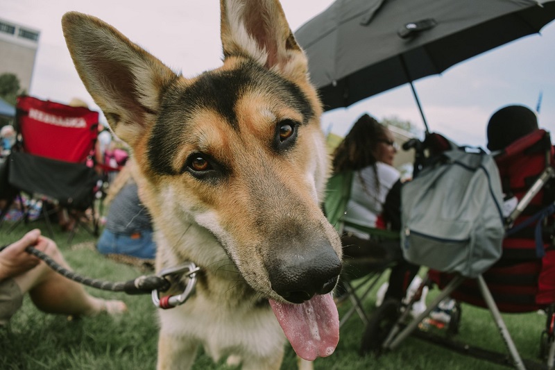 German Shepherd dog looks at the camera with its tongue out